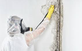 Best Attic Mold Removal in Decatur, TX